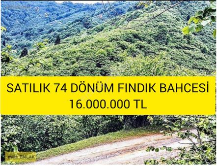 (37 ) Satılık 74 Dönüm Fındık Bahcesi