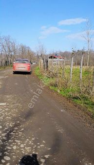 Samsun Terme Bazlamacda Koy Icı Satılık Fındık Bahcesı