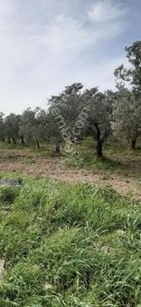 Zeytinlık Satılık