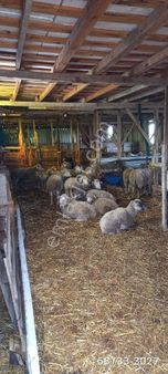 Tekirdağ Süleymanpaşa Gayrimenkulden Satılık 2 Dönüm İçinde