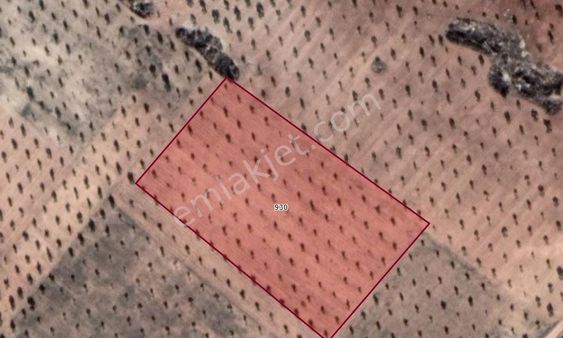 Aytekin Gayrimenkul'den Kilis'te Satılık Zeytin Demir Işık