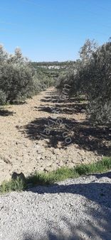 Acele Satılık Zeytinlik Foca Gerenköy
