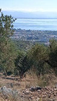 Bakımlı Zeytnlik Çamlıbel Güre Arsında