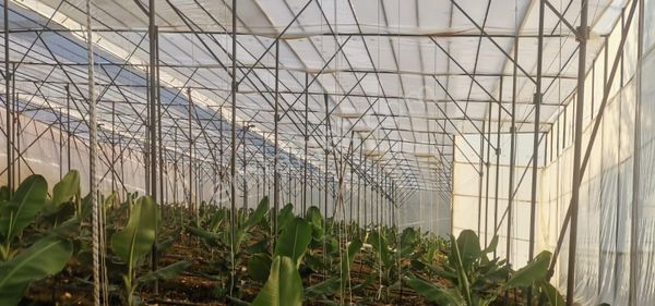 Alanya Yeşilöz De Yeni 27 000 M2 Süper Muz Serası Ve Deniz Manzaralı Süper 3 Katlı Bina