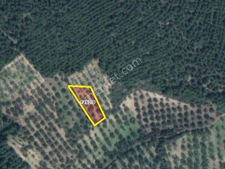 Bülent Ateşci'den Bozköyde 1010 M2 Zeytinli Tarla