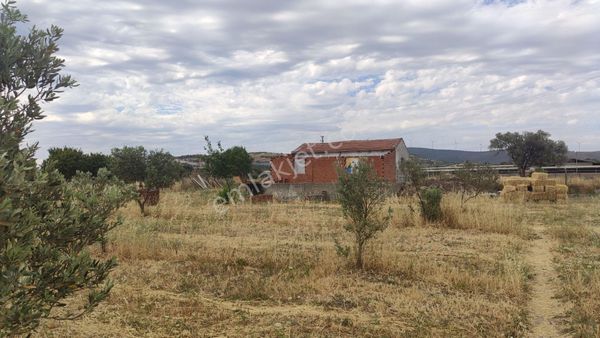 Bağarasında Satılık Zeytinli Tarla (9238m2) 17.500.000tl