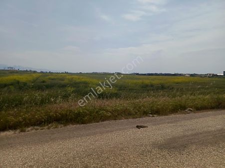 Çiğli Sasalı Ve Kaklıç Bölgesinde, 16 Dönüm Büyüklüğünde Satılık/kiralık Tarla.