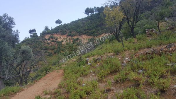 Anamur Karaçukur Köyü'nde Avokado Bahçesi Yapmaya Uygun Satılık Tarla