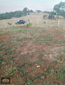 Akhisar Pekmezci Mh. 6 Dönüm Satılık Ceviz Tarlası