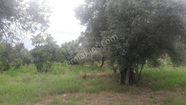 Bozdoğan Yazıkentte Asfalta Sıfır Zeytinlik