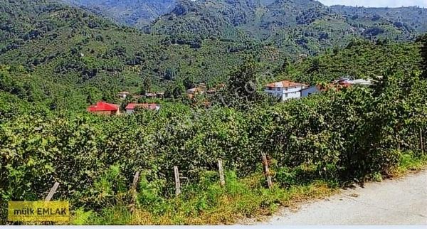 (48) Düzköyde 3 Dönüm Düz Sahile 1km Mesafede Fındık Bahçesi