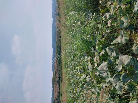 Tekirdağ Süleymanpaşa Gayrimenkulden Satılık Tarla Naip Köyü 1307m2