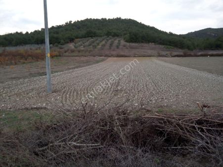 Komisyonsuz-osmaneli'de Anayola Sıfır Konumlu Çok Güzel Arazi..