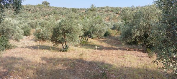 Muğla Merkez Kafaca Da 3400.m2 Zeytinli Tarla