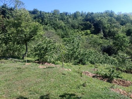 Ticari Veyahut Öel Kullanımlı Zevke Özel Bahçe