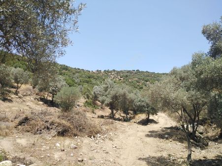 İncir Yetiştirmeye Uyğun Arazi