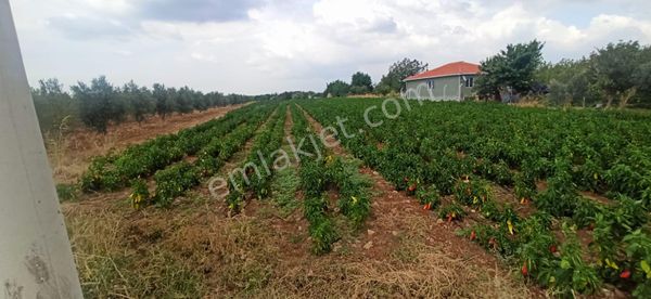 Oğlanasında 8560 M2 Tek Tapu Verimli Tarla