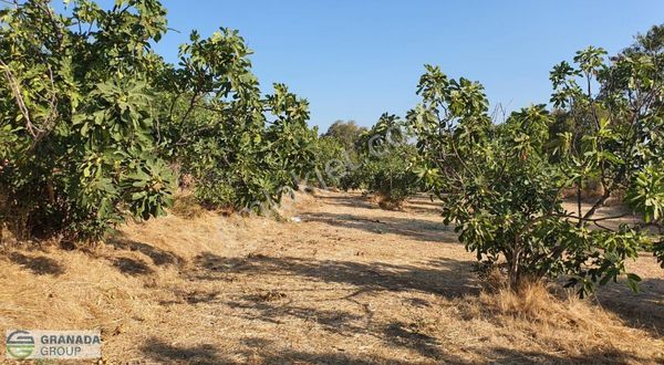 Selçuk Efes Yedi Uyuyanlar Yakınında Satılık İncir Bahçesi