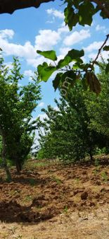 Tekirdağ Süleymanpaşa Gayrimenkulden Satılık Hobi Bahçesi 2600m2 5000000tl