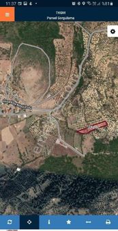 Uygun Fiyata Satılık Zeytinlik