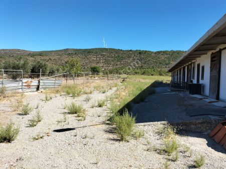 Urla Barbaros Satılık At Ve Keçi Çiftliği