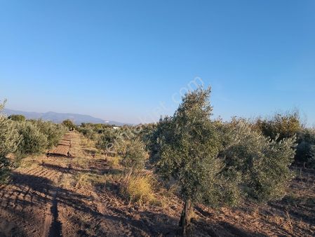 Akhisar Dayıoğlu Mahallesinde Satılık Tarla