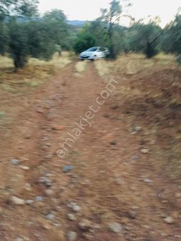 Pelitköy'de, Kadastrol Yolu Olan Bol Mahsullü 200 Ağaç Zeytinlik