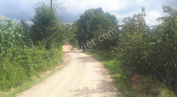 Ordu Ikızce Duzmese Koyu Takasa Uykun Altı Üstü Yol Satılık Fı