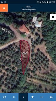 Yalova Dereköyde Satılık Zeytinlik