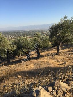 İzmir Bayındır Fırınlı Köyünde 26 Dönüm Zeytinlik