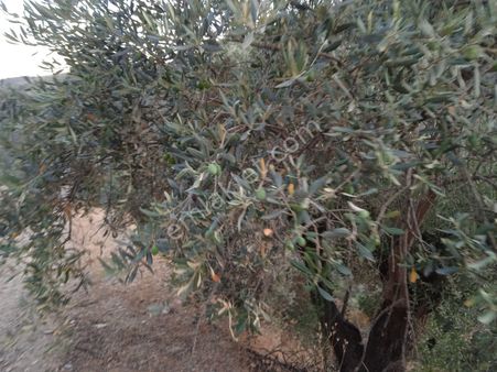 Koyuncu Group Tan Bayındır Baraj Manzaralı Ergenli Mahallesi Yakını Satılık Zeytınlık