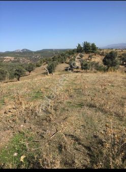 İzmir Menderes Akçaköyde 13 Dönüm Tarla