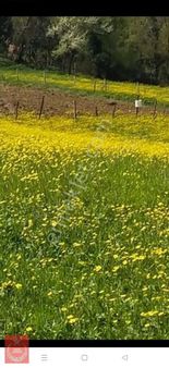 Kandıra Hıdırlar Köyünde Yollu Ve İmarlı Arazi