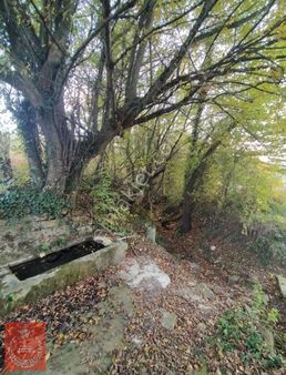 Kandıra Dalca Koyunde Satılık Fındık Bahçesi