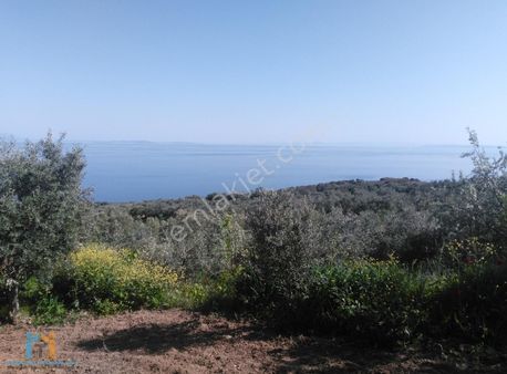 Torunlar Emlaktan Satılık Deniz Manzaralı Yatırımlık Zeytinlik