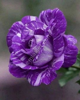 Lider Emlakdan Sultanbeyli Turgut Reis Mah İmarlı Satılık Merkezi Yerde Satılık 345m2 Arsa