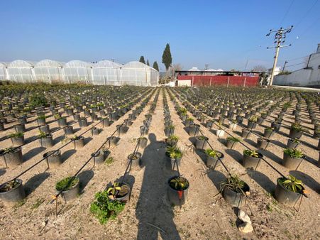 Torbalı Ayrancılar Kuşcuburunda Asfalt Üzerinde 4510 M2 Arsa