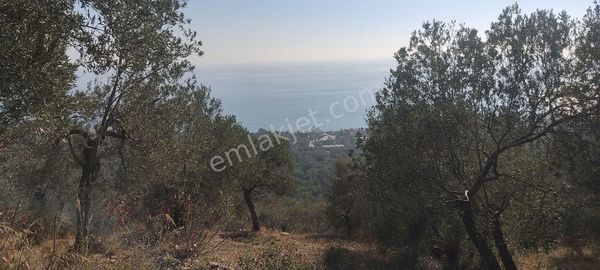 Çanakkale Ayvacık Ahmetçe Köyünde Satılık Zeytinlik