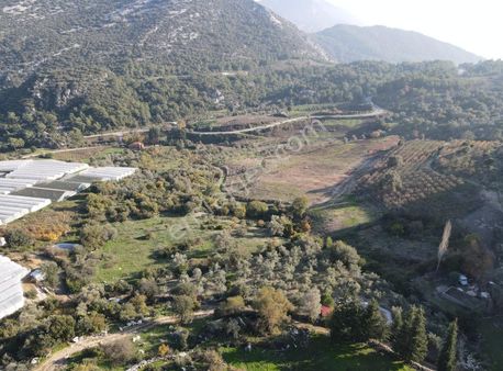 Bmk Emlaktan Antalya Kumluca Yeşilköyde Satılık Zeytin Bahçesi