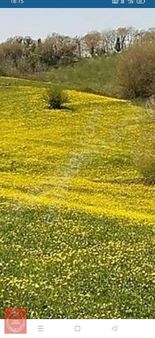 Kandıra Hıdırlarda Yollu Ve İmarli