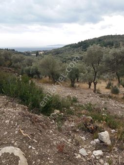 Kocaoğlu Emlak'dan Uygun Doğa Deniz Manzaralı Zeytinli Tarla