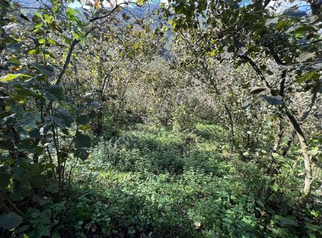 Ordu/perşembe/sarayköyde 1,5 Dönüm Satılık Fındık Bahçesi