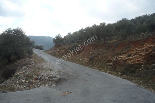 İzmir Torbalı Gold Emlaktan Satılık Zeytinlik