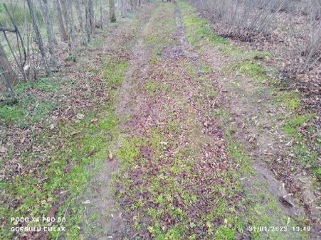 Görgülü Emlaktan Satılık 9 Dönüm Fındık Bahçesi Kürtün