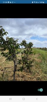 Amasya Suluova Avren Köyünde Satılık 30 Dönüm Ceviz Lik