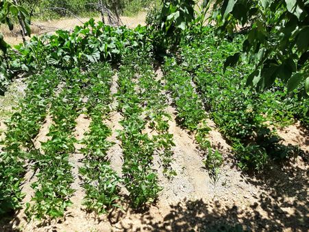 Ernez Yaylasında Satılık Bahçeli Müstakil Ev