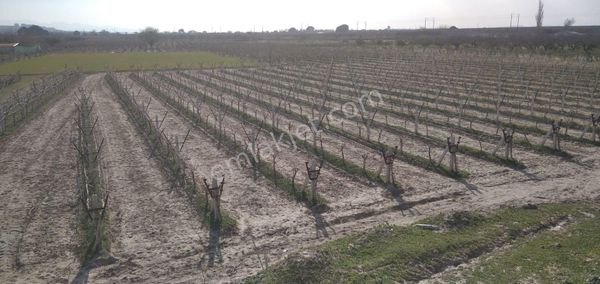 Menemen Doğa Mah. Satılık 4211 Metrekare 4 Yaşında Yeni Bağ