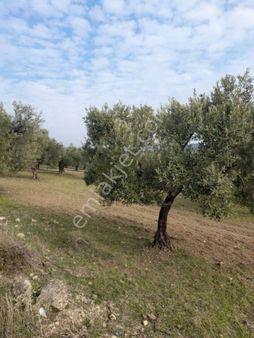 Acele Satılık Gerenköy Zeytinlik