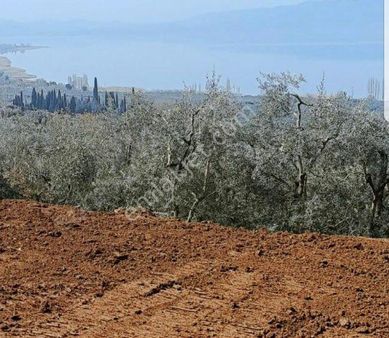Saim Gencay Gayrimenkulden Göl Manzaralı Satılık Zeytinlik