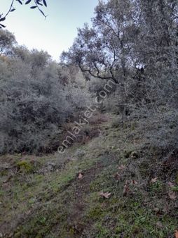 Koyuncu Group Tan Bayındır Yusuflu Da Satılık Zeytınlık